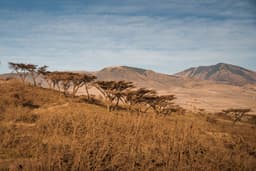 Ngorongoro Crater Half day game drive