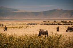Ngorongoro Crater Full day game drive
