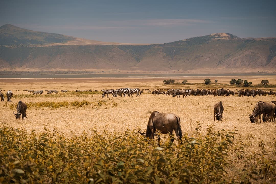 Ngorongoro Crater Full day game drive media 1