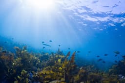 Night Bali Safari & Marine Park