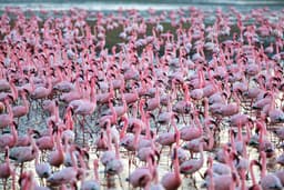 Naivasha to Masai Mara Via Flamingo Watching at Lake Nakuru