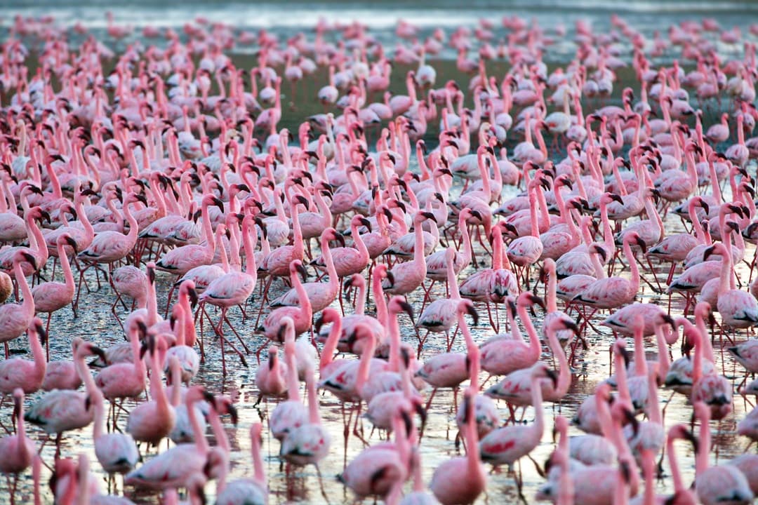 Naivasha to Masai Mara Via Flamingo Watching at Lake Nakuru media 1