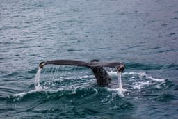 Shared Whale Watching Tour in Cape Town