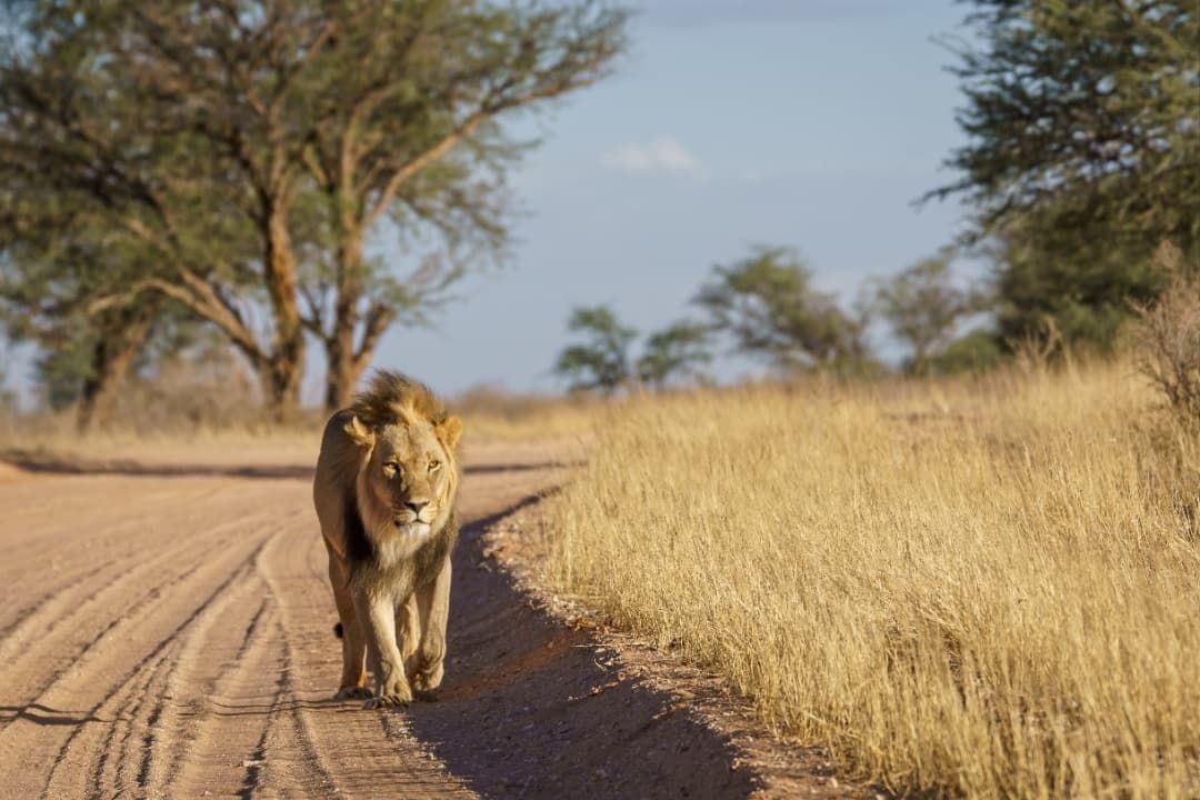 Shared Half Day Tour to Ukutula Lion Park media 1