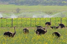Congo Cave & Ostrich Farm Tour