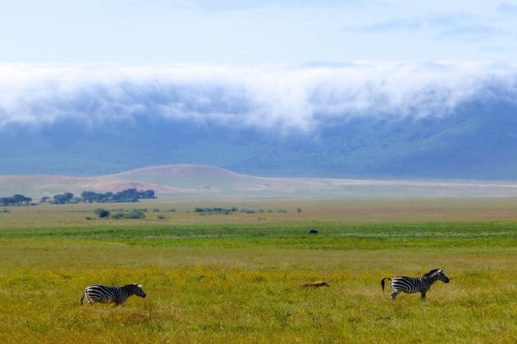 Ngorongoro Crater Half day game drive from Tarangire media 1