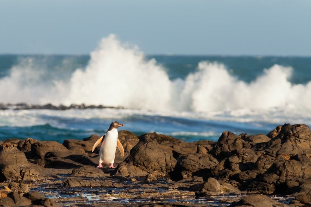 Phillip Island Penguin Parade Tour media 1
