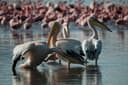 Flamingo Watching at Lake Nakuru
