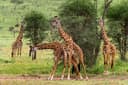 Giraffe Center & Elephant Orphanage Tour
