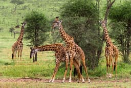 Giraffe Center & Elephant Orphanage Tour