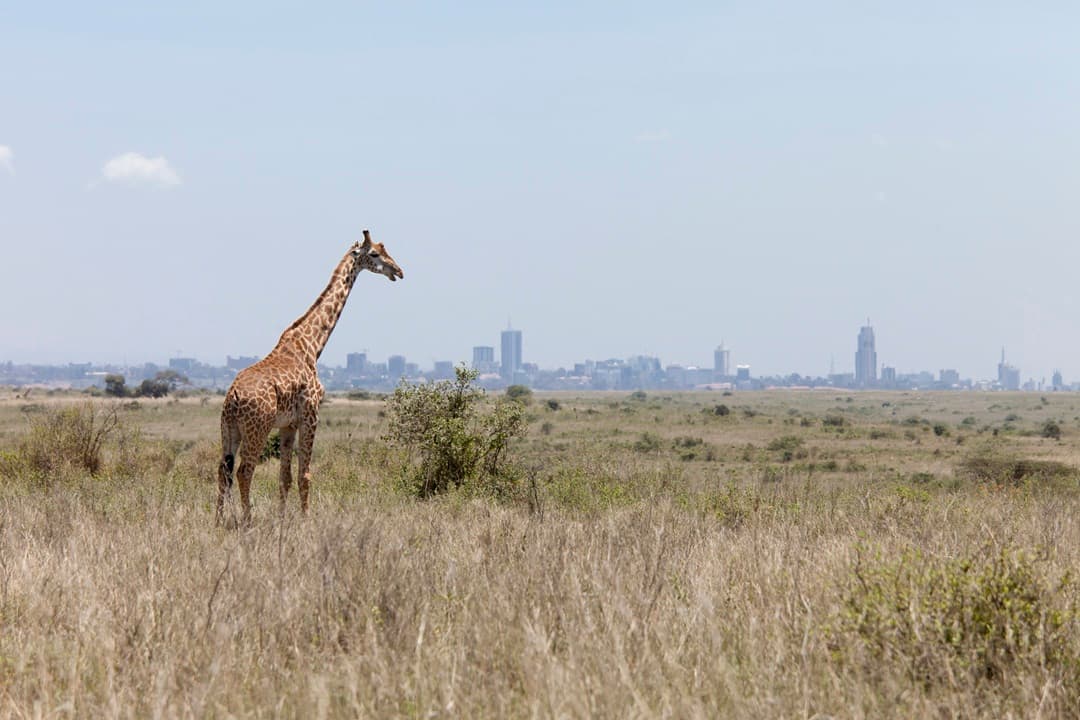 Kenya Wildlife and City Discovery