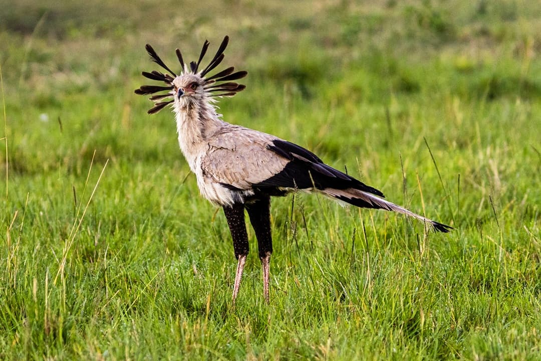 Kenya Birds Beasts and Culture