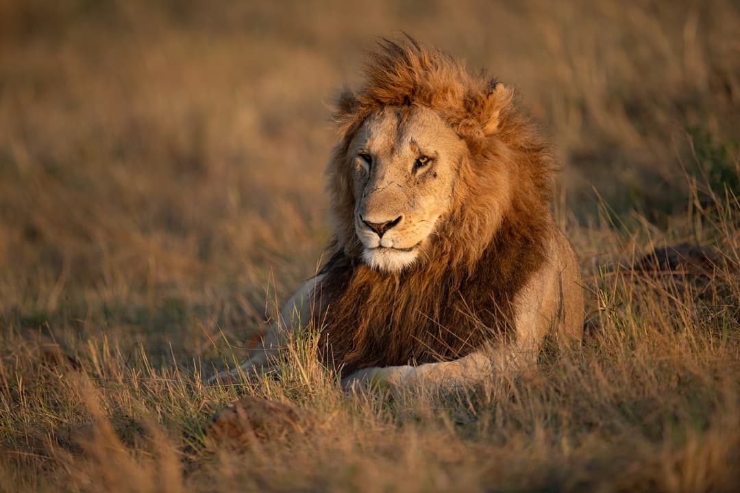 The Ultimate Masai Experience