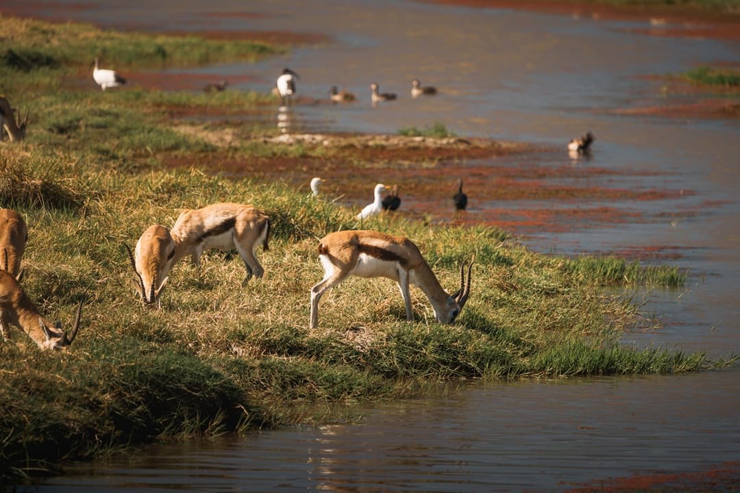 Ngorongoro Wildlife Wonders