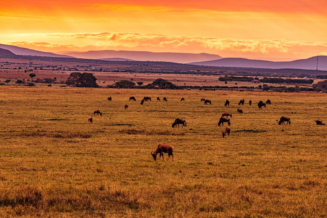 Kenya Signature Wildlife Safari