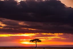 Masai Mara Full Day Game Drive