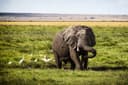 Amboseli Full Day Game Drive