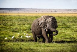 Amboseli Full Day Game Drive