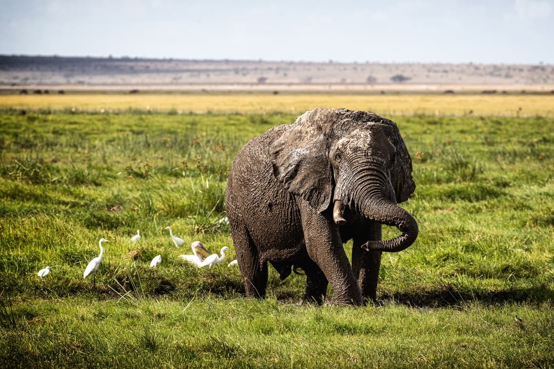 Amboseli Full Day Game Drive media 1