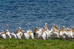Masai Mara to Naivasha via Lake Nakuru