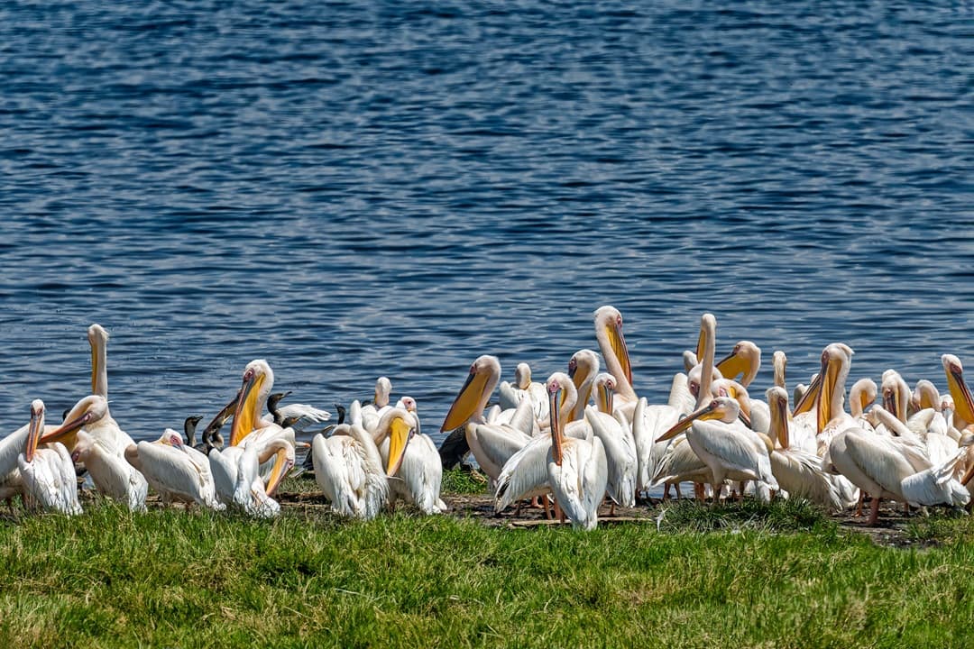 Masai Mara to Naivasha via Lake Nakuru media 1
