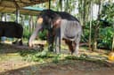 Millennium Elephant Foundation Visit