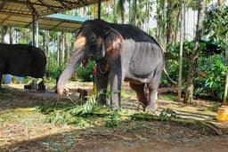 Millennium Elephant Foundation Visit