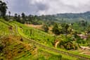 Nuwara Eliya Tour