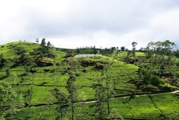 Damro Tea Factory and Spice Garden Tour