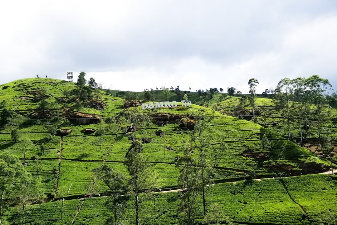 Damro Tea Factory and Spice Garden Tour media 1