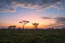 Central Serengeti Full Day Game drive