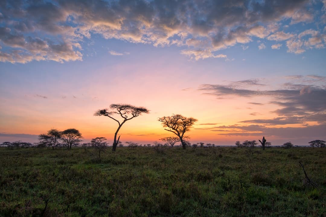 Central Serengeti Full Day Game drive media 1