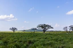 Central Serengeti Half Day Game drive