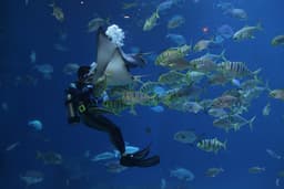 Scuba Diving in Sharm El Sheikh