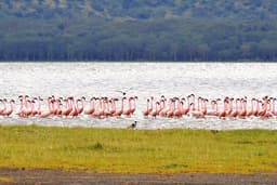 Masai Mara to Naivasha via Flamingo Watching at Lake Nakuru
