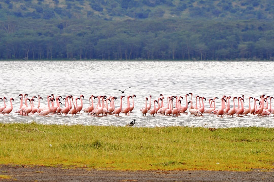 Masai Mara to Naivasha via Flamingo Watching at Lake Nakuru media 1
