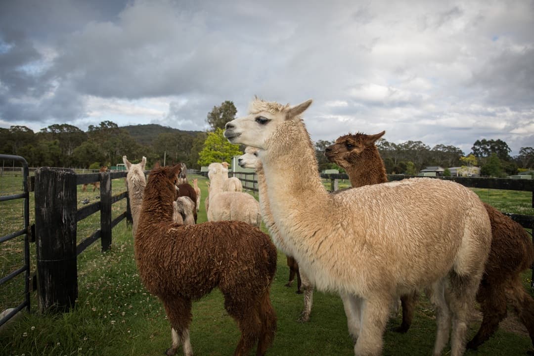 Tour to Alpaca Farm media 1