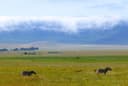 Ngorongoro Crater Full day game drive from Tarangire