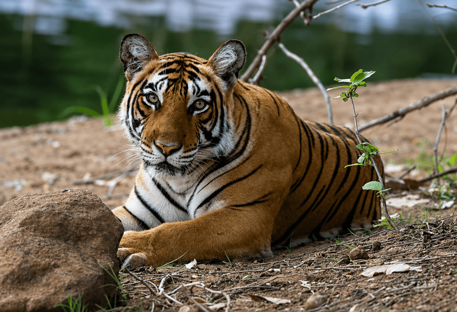 Corbett Heritage zone Gypsy Safari by JCJS